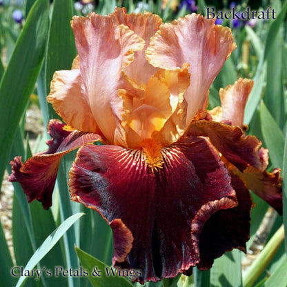 BACKDRAFT 2010 Tall Breaded Iris - Award Winner