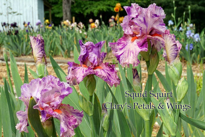 Squid Squirt 2002 - Tall Bearded Iris - Broken color Pink splashed purple & Fragrant