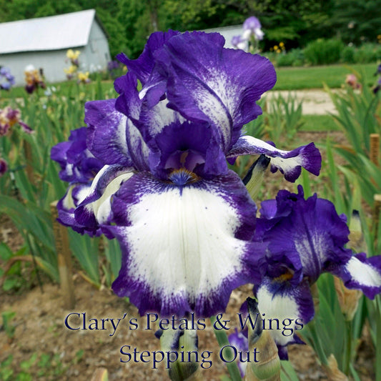 STEPPING OUT - 1964 - TB