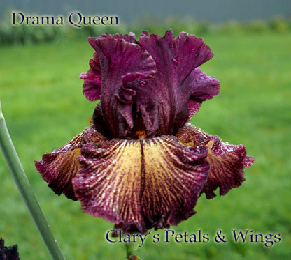 Drama Queen 2004 TB Iris *Plicata* 2011 Dykes Medal Winner