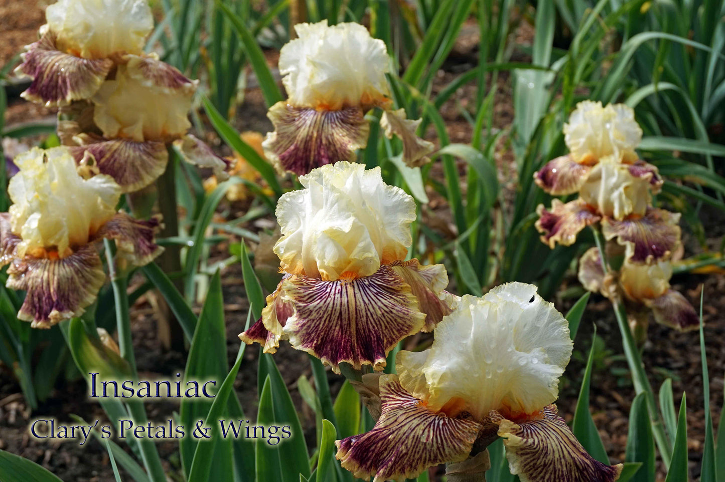 INSANIAC - 2012 Tall Bearded Iris - Ruffled fragrant Award Winner