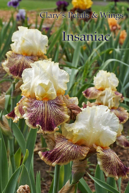 INSANIAC - 2012 Tall Bearded Iris - Ruffled fragrant Award Winner