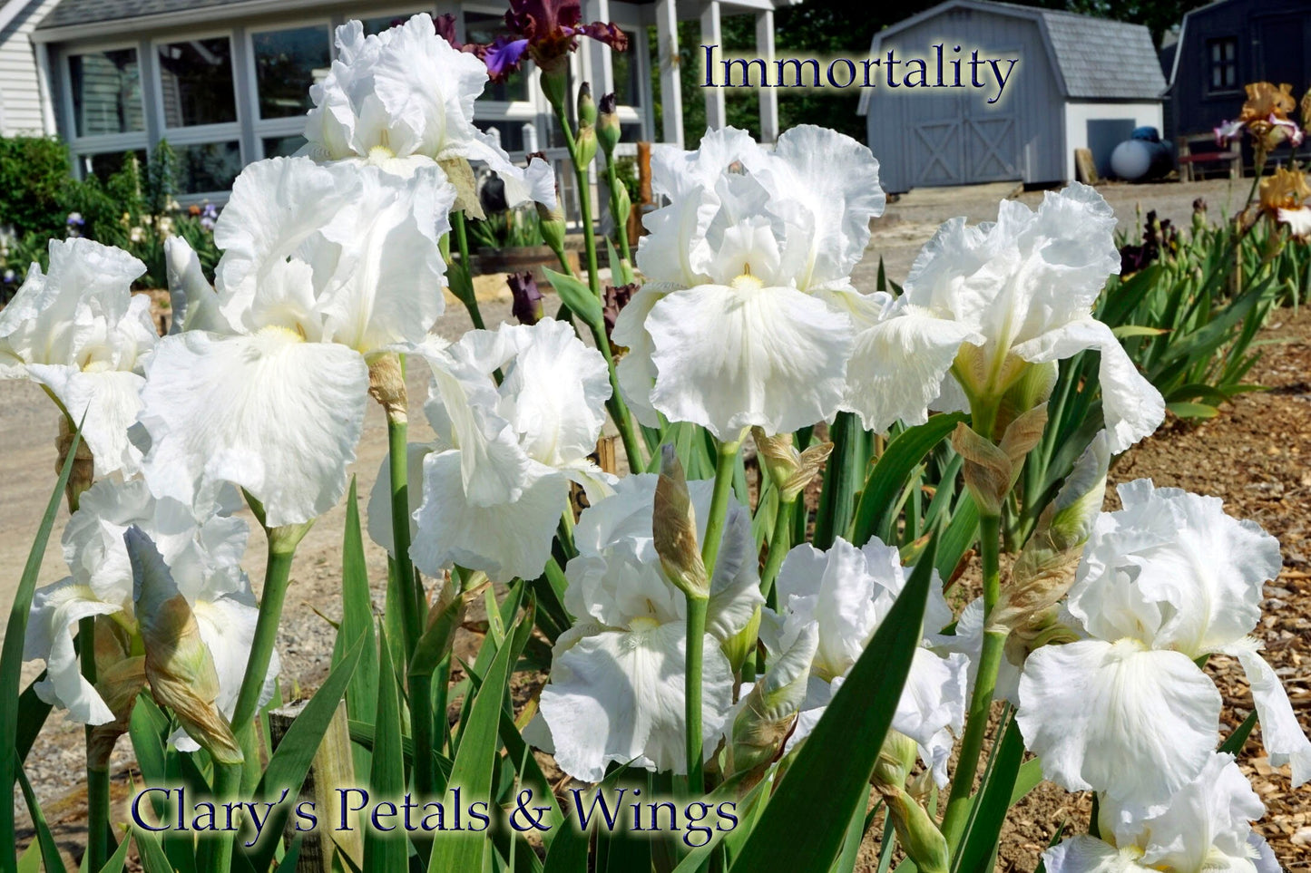 Immortality - Award Winning, Dependable Reblooming, Fragrant White Iris