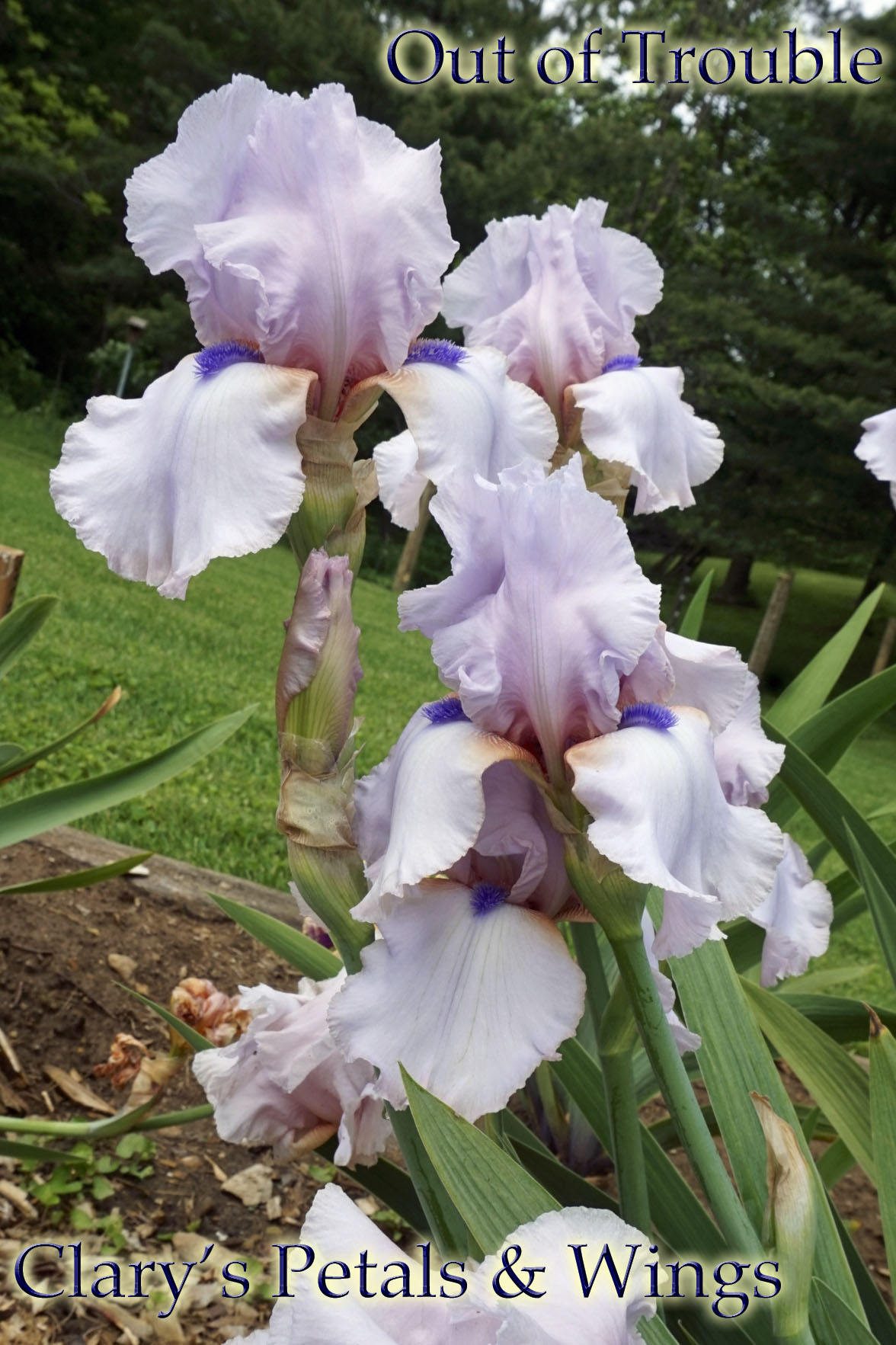 OUT OF TROUBLE 2015 TB-Fragrant