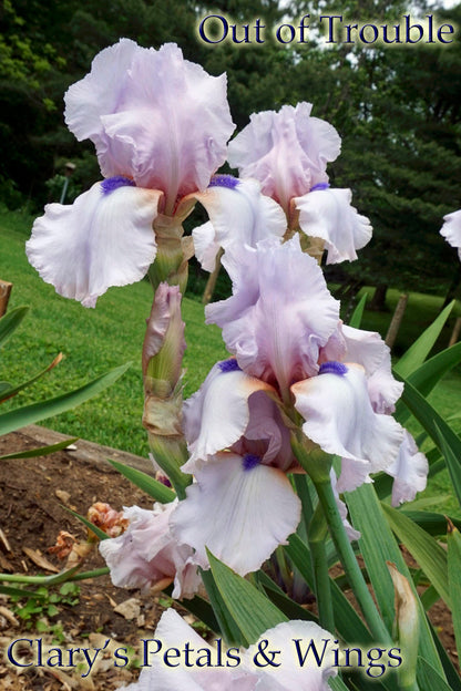 OUT OF TROUBLE 2015 TB-Fragrant