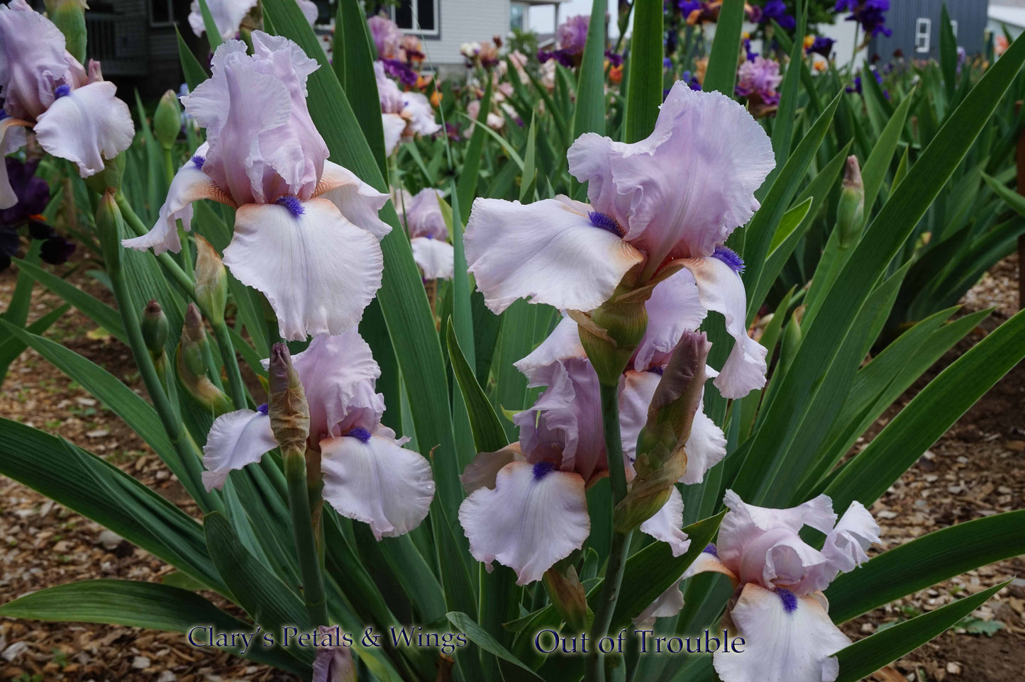 OUT OF TROUBLE 2015 TB-Fragrant