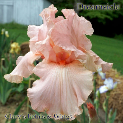 Dreamsicle  1995 Tall Bearded Iris - Creamy Pink  Award Winner