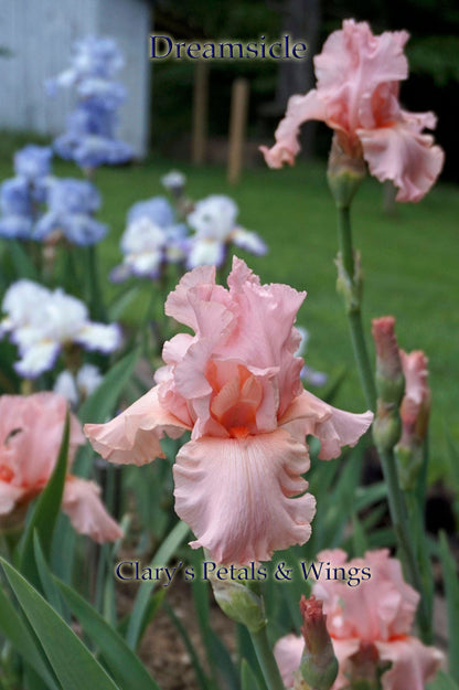 Dreamsicle  1995 Tall Bearded Iris - Creamy Pink  Award Winner