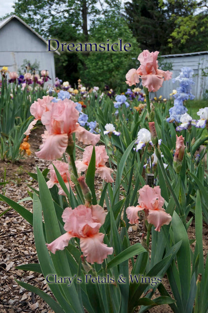 Dreamsicle  1995 Tall Bearded Iris - Creamy Pink  Award Winner