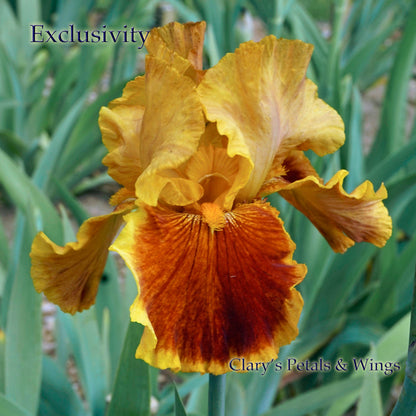 EXCLUSIVITY 1999  Tall Bearded Iris - Red/Yellow - Fragrant