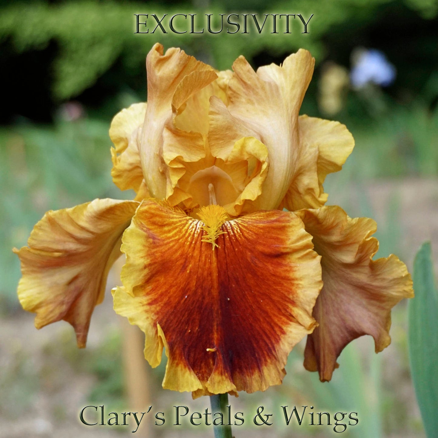 EXCLUSIVITY 1999  Tall Bearded Iris - Red/Yellow - Fragrant