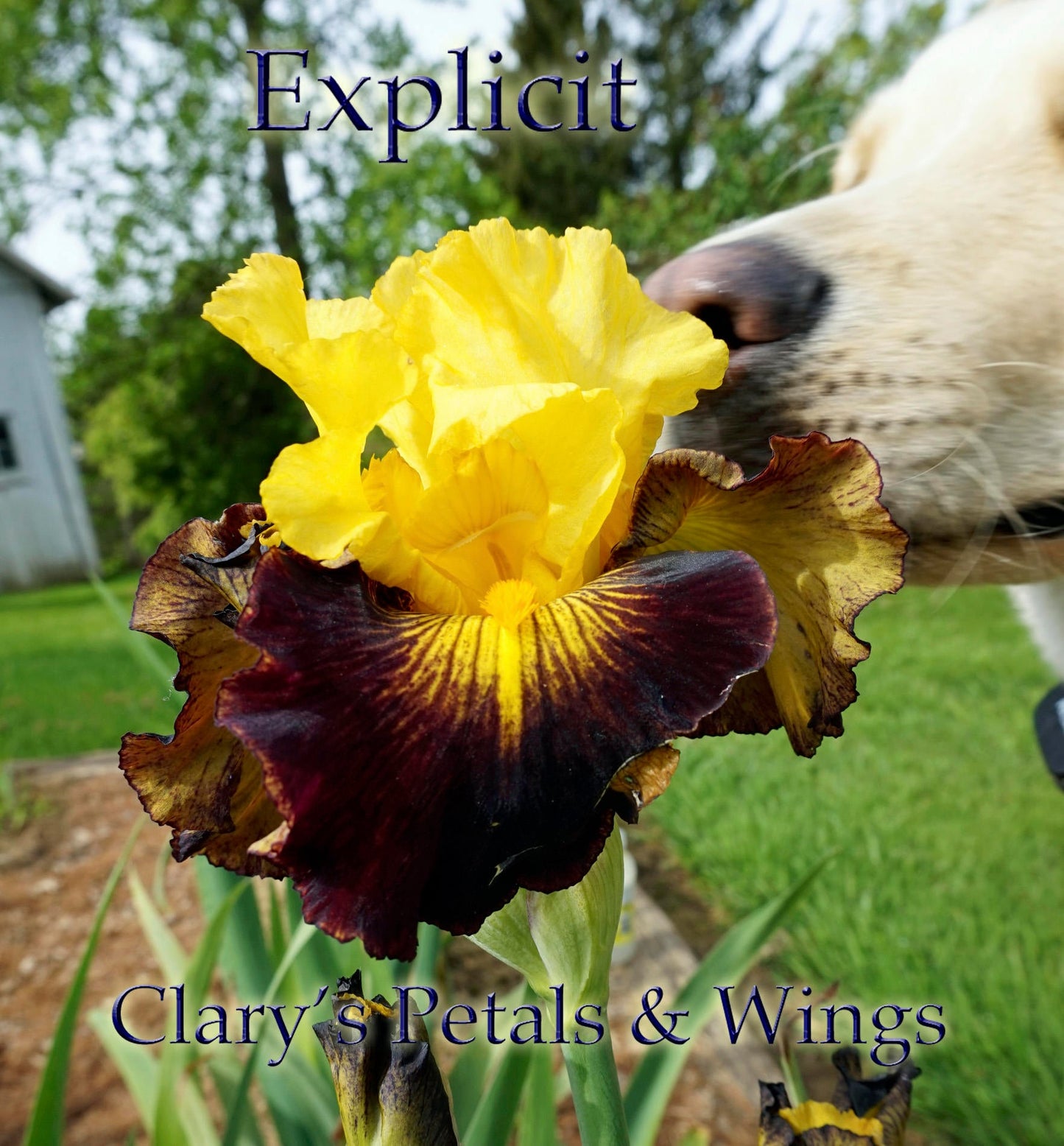 EXPLICIT - 2004 Tall Bearded iris  MAHOGANY & GOLD Award Winner