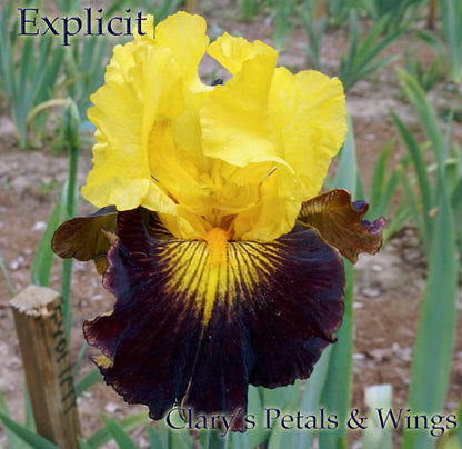 EXPLICIT - 2004 Tall Bearded iris  MAHOGANY & GOLD Award Winner