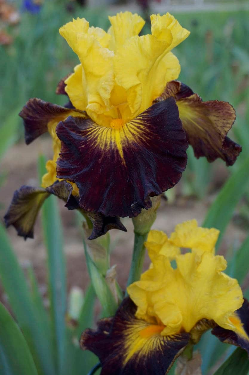 EXPLICIT - 2004 Tall Bearded iris  MAHOGANY & GOLD Award Winner