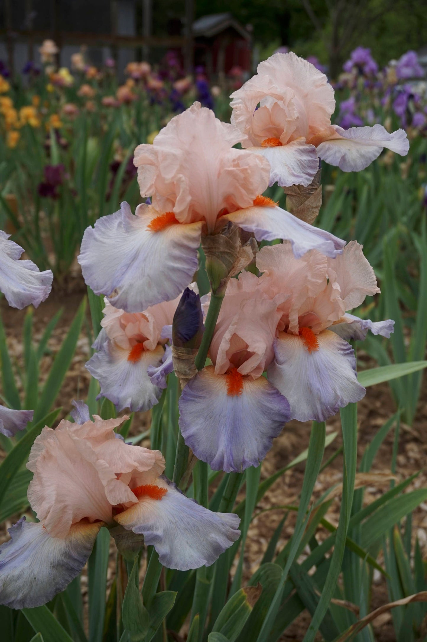 French Cancan  2002 Tall Bearded Iris   Pink, Lavender and Blue