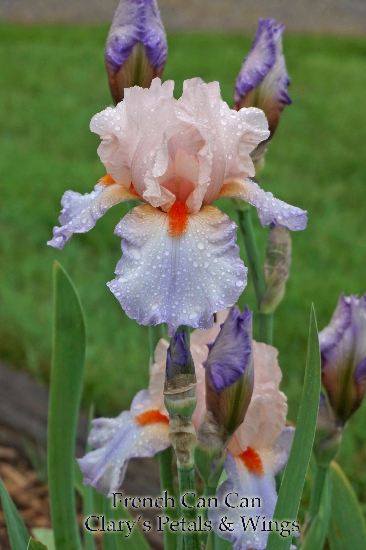 French Cancan  2002 Tall Bearded Iris   Pink, Lavender and Blue