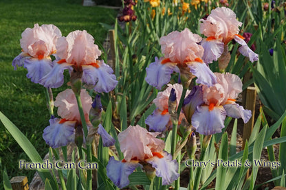 French Cancan  2002 Tall Bearded Iris   Pink, Lavender and Blue