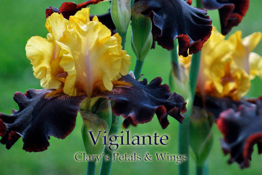 VIGILANTE - 1991 - TB