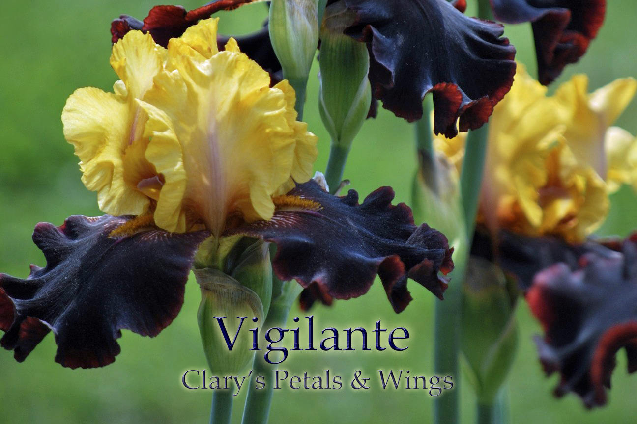Vigilante - Tall Bearded Iris - BOLD  Black/Maroon/Yellow - Award Winner
