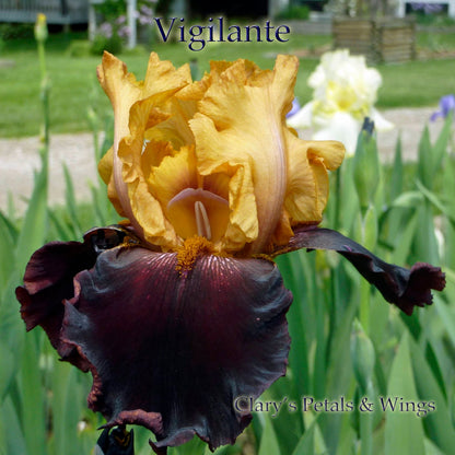 Vigilante - Tall Bearded Iris - BOLD  Black/Maroon/Yellow - Award Winner