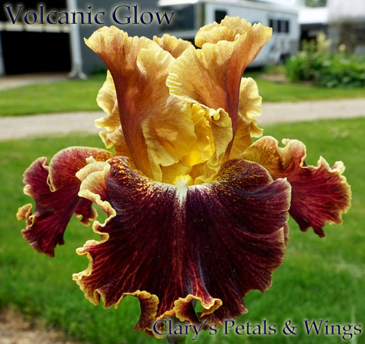 Volcanic Glow 2012 Tall Bearded Iris - LUMINATA - Award Winner!