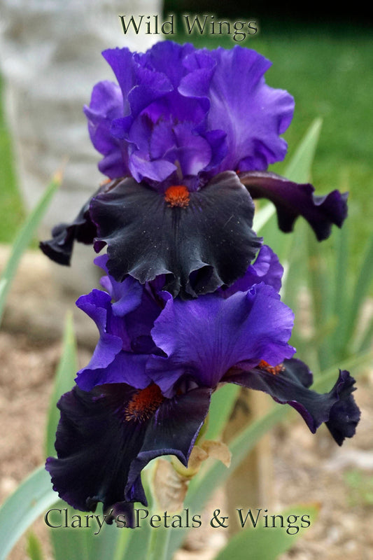 WILD WINGS - 1999 - TB