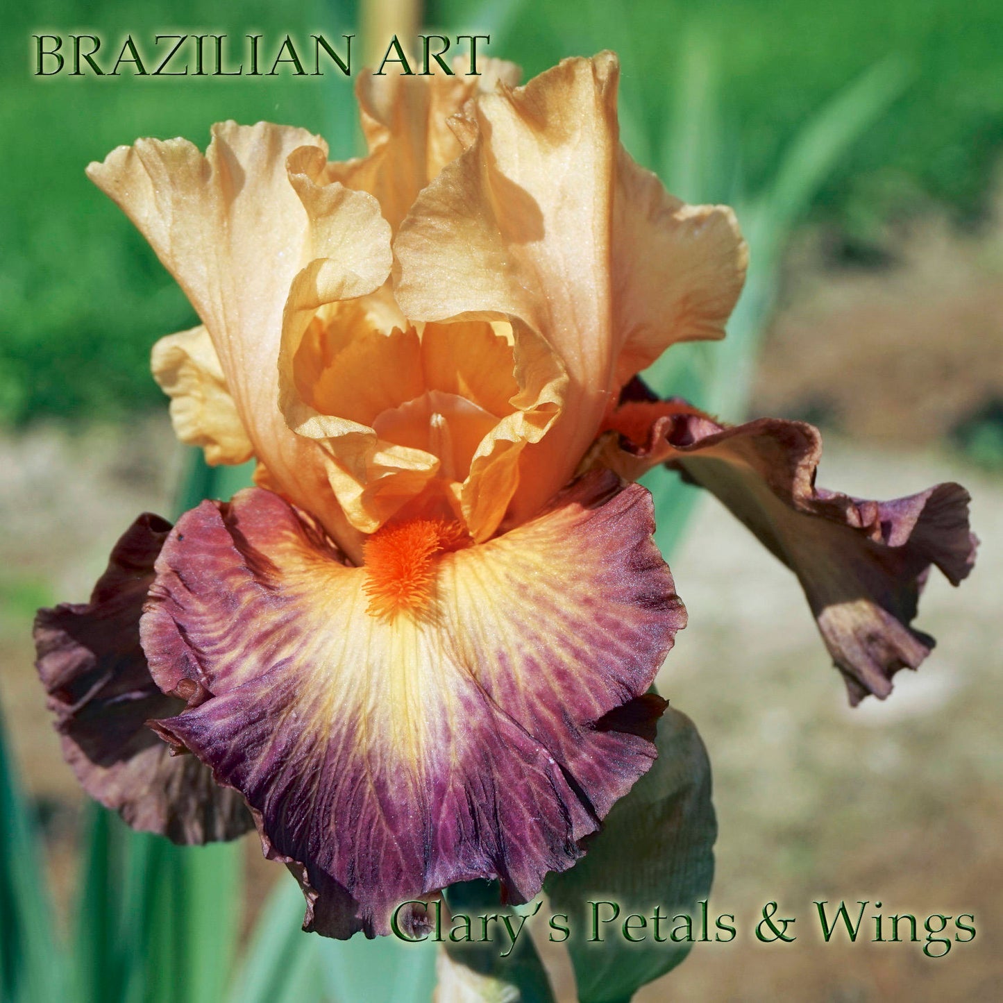 BRAZILIAN ART 2009 Tall Bearded Iris - Bitone **Award Winner**
