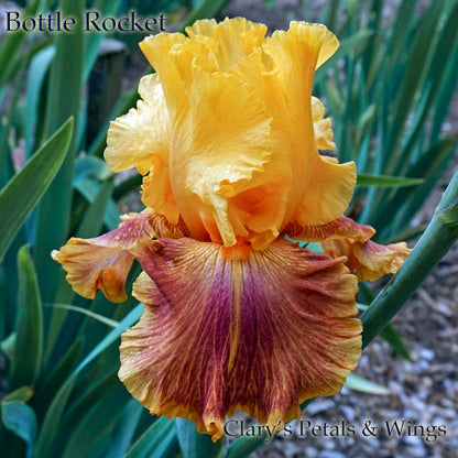 BOTTLE  ROCKET - 2010 Tall Bearded Iris - Rebloom, Fragrant, award winner