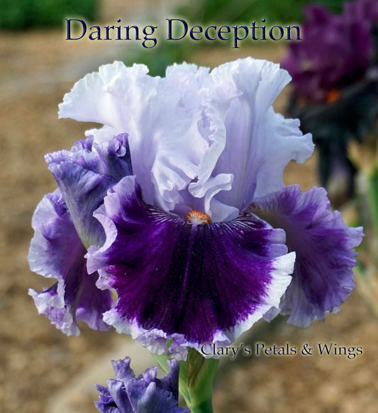 Daring Deception - 2012 Tall Bearded Iris -  Garden favorite and show off - Award Winner