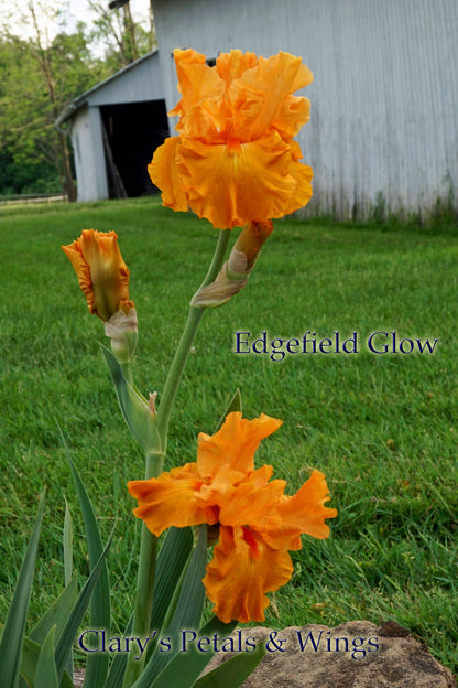 Edgefield Glow - Tall Bearded Iris - 2011 Glowing Orange