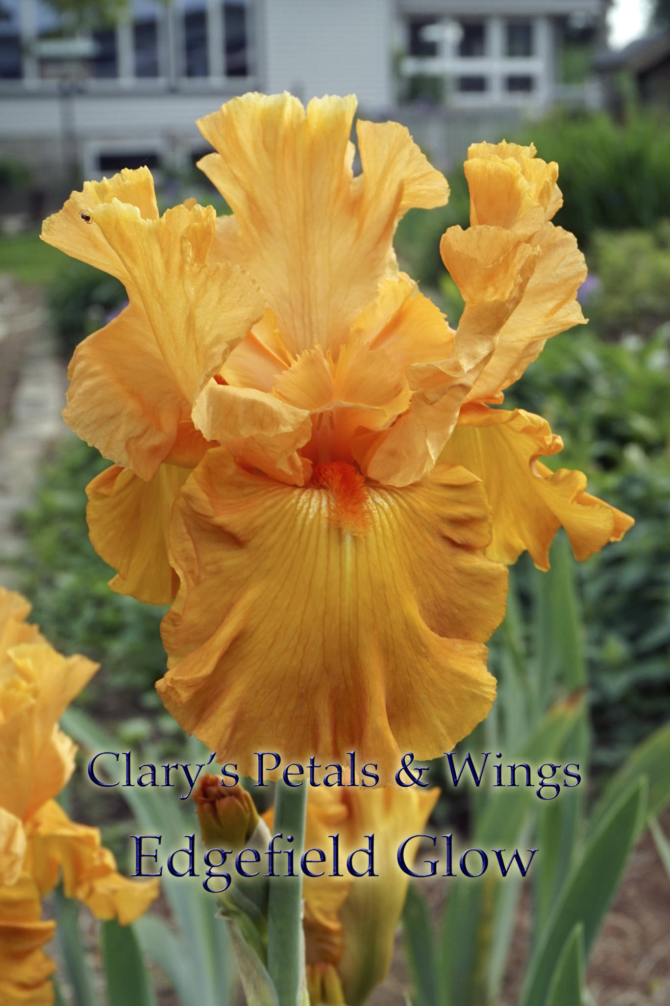 Edgefield Glow - Tall Bearded Iris - 2011 Glowing Orange