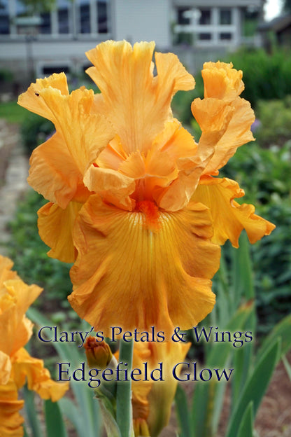 Edgefield Glow - Tall Bearded Iris - 2011 Glowing Orange