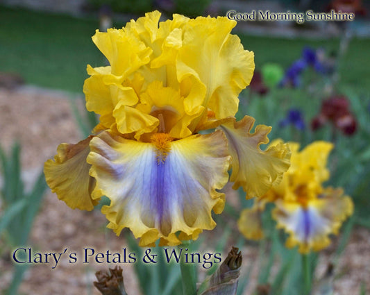 Good Morning Sunshine - 2014 - Tall Bearded Iris - Gorgeous, showy Award Winner!