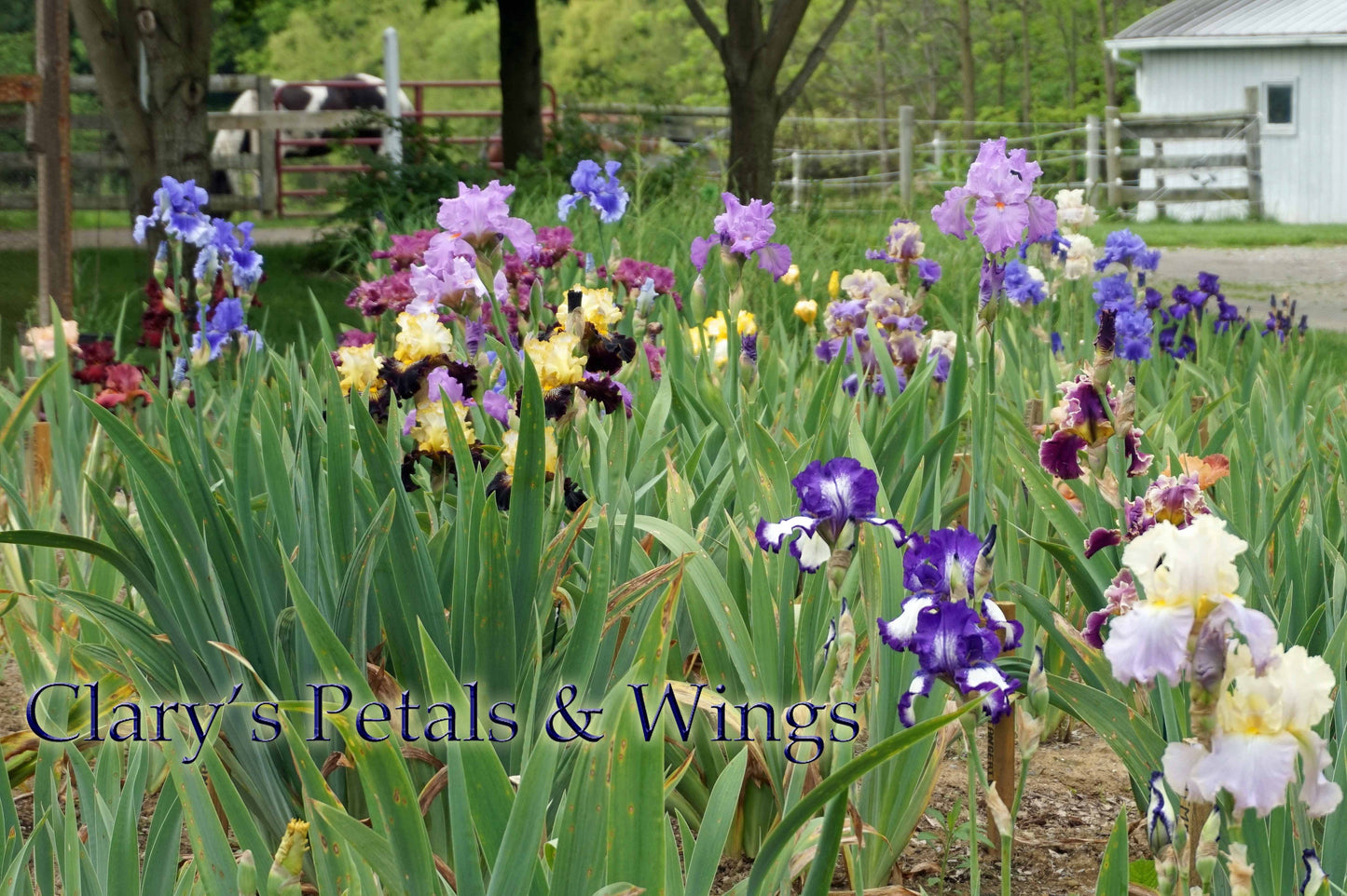 Good Morning Sunshine - 2014 - Tall Bearded Iris - Gorgeous, showy Award Winner!