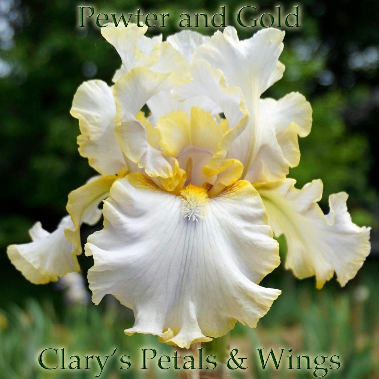 PEWTER and GOLD 2006 Tall Bearded Iris - Ruffled & Fragrant