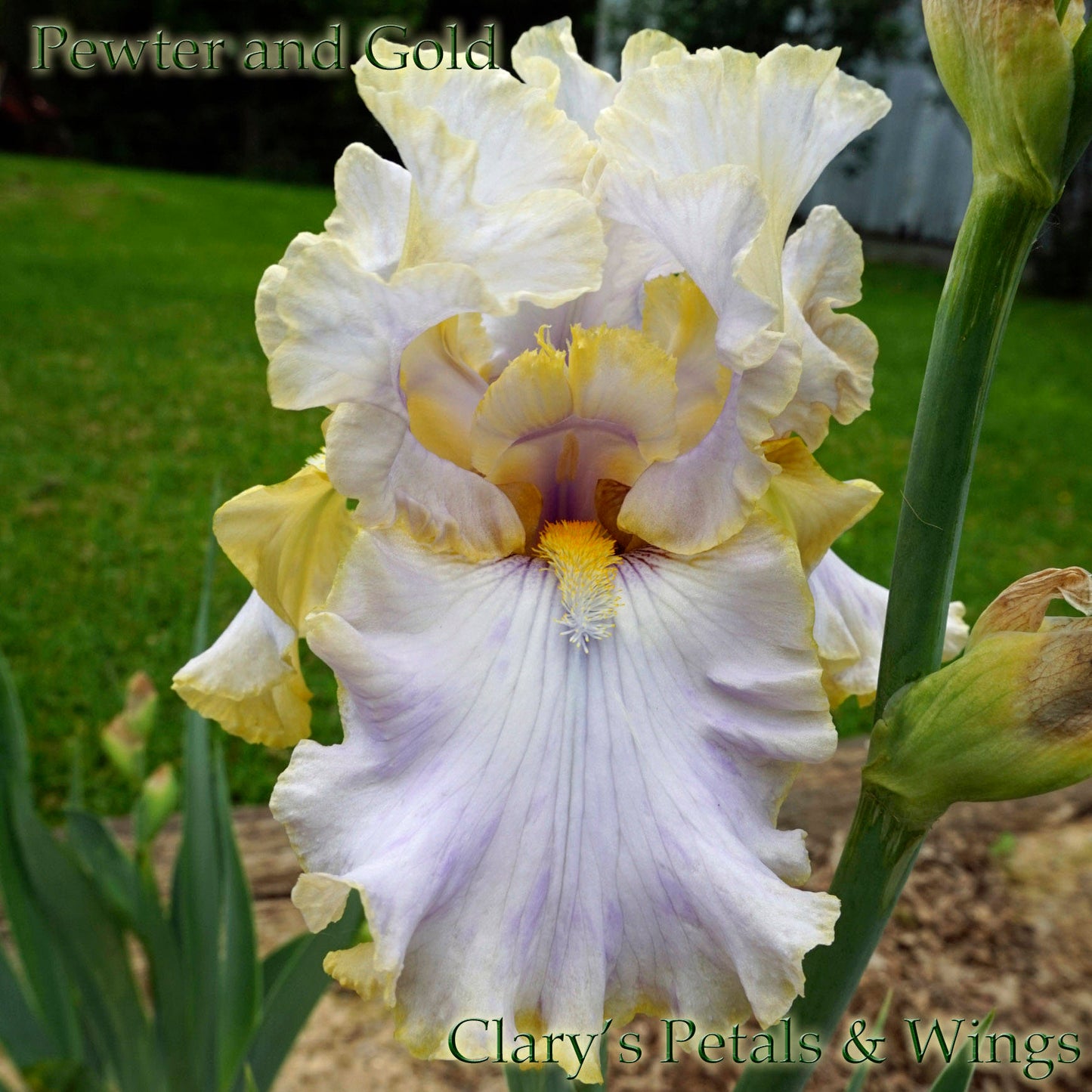 PEWTER and GOLD 2006 Tall Bearded Iris - Ruffled & Fragrant