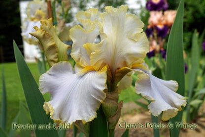 PEWTER and GOLD 2006 Tall Bearded Iris - Ruffled & Fragrant