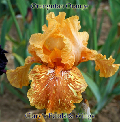 Orangutan Orange -2009 Tall Bearded Iris - Fragrant Award Winner