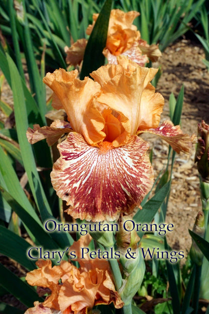 Orangutan Orange -2009 Tall Bearded Iris - Fragrant Award Winner