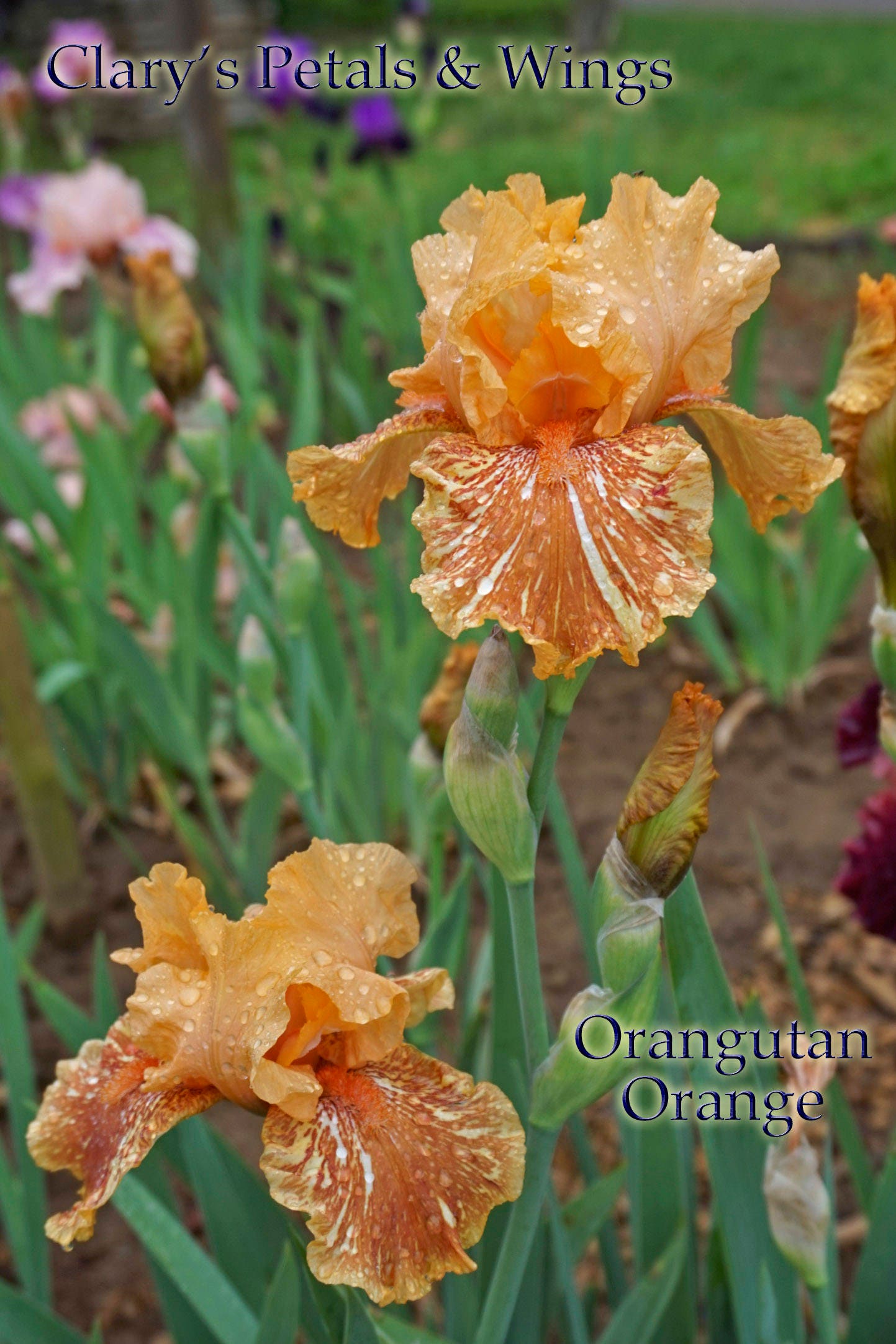 Orangutan Orange -2009 Tall Bearded Iris - Fragrant Award Winner