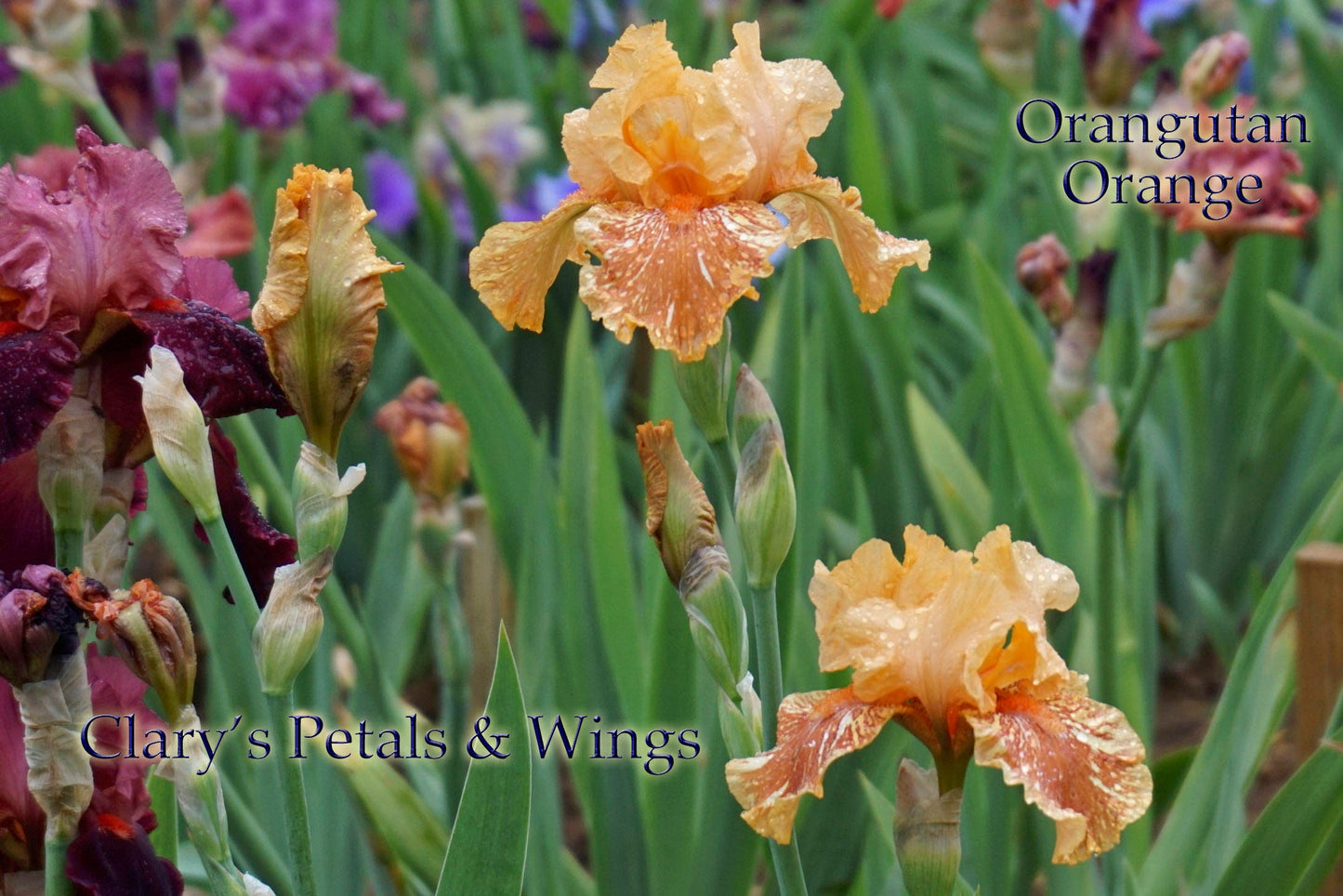 Orangutan Orange -2009 Tall Bearded Iris - Fragrant Award Winner