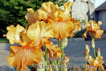 SAILOR'S WARNING - 2011 - TB - Fragrant