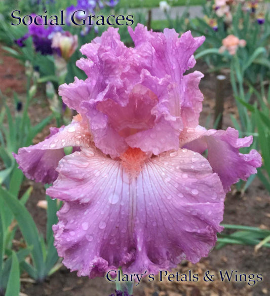Social Graces - 2000 Iris, Pink, Fragrant Award Winner!