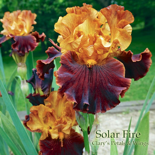 SOLAR FIRE - 2003 - TB- Fragrant