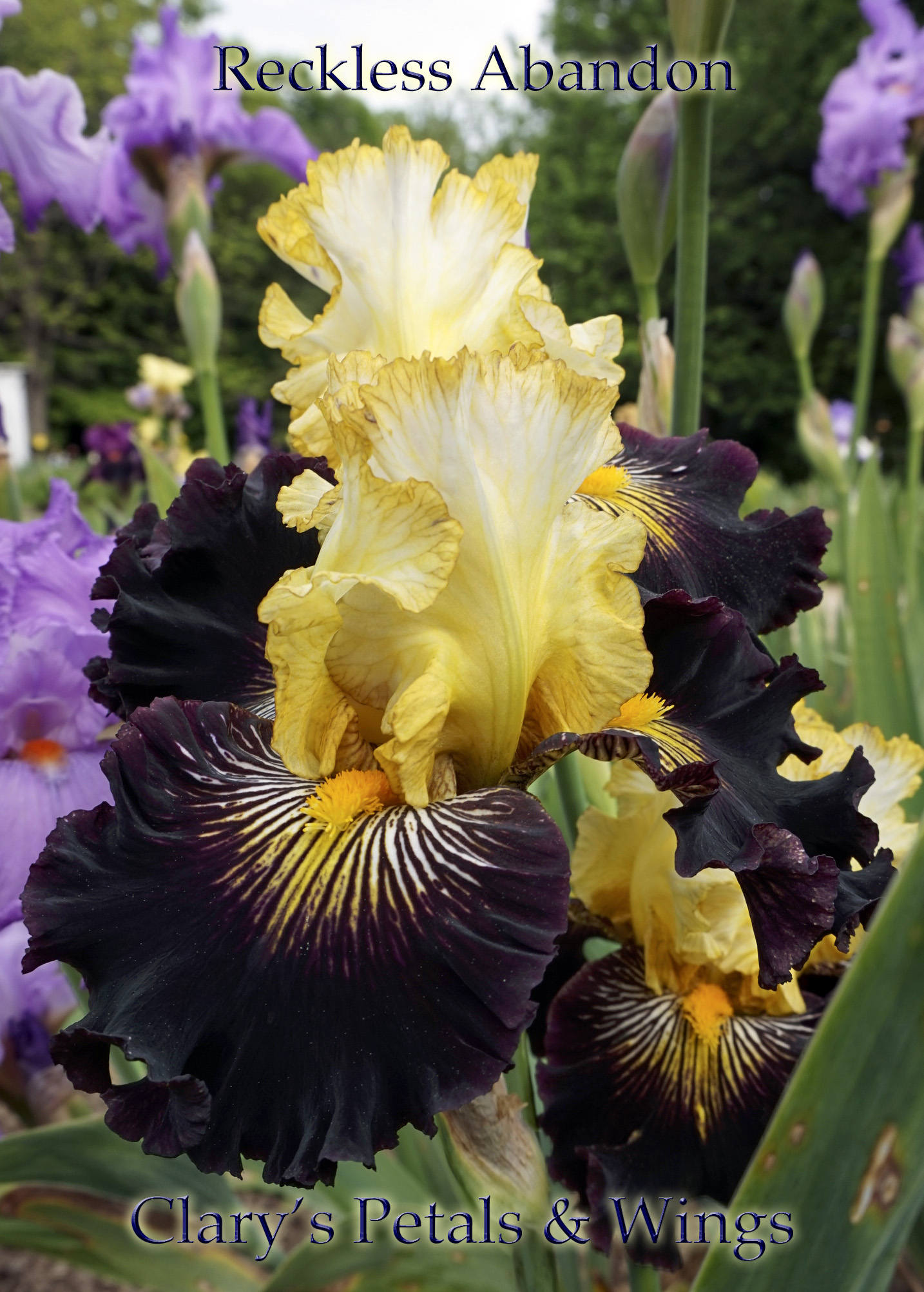 RECKLESS ABANDON - 2010 Tall Bearded Iris  Award Winner