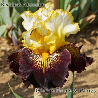 RECKLESS ABANDON - 2010 Tall Bearded Iris  Award Winner