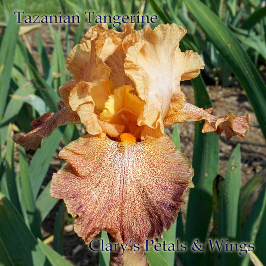 Tazanian Tangerine - 1995 Tall Bearded Iris -