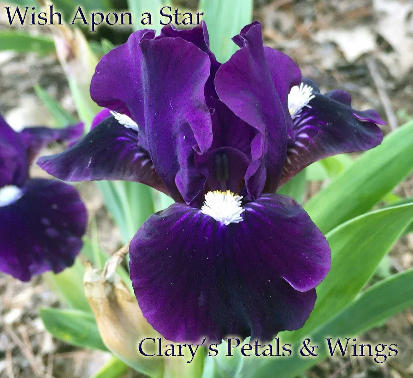 Wish Upon a Star - 2006 Standard Dawrf Bearded Iris - Purple-Black