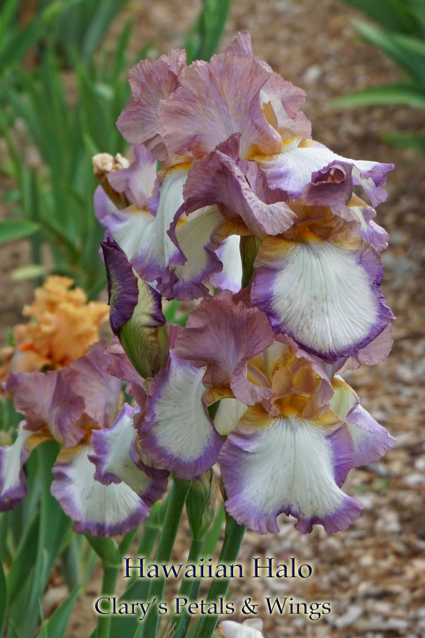 HAWAIIAN HALO- Tall Bearded Iris, Pink and white