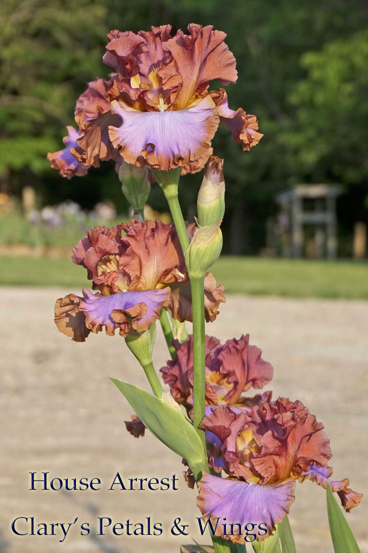 HOUSE ARREST - 2014 - Tall Bearded Iris - Award Winner